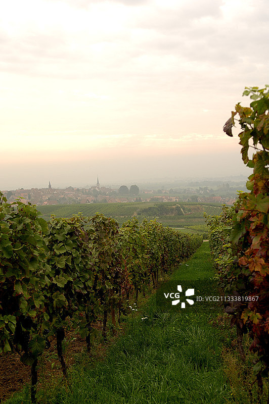 黎明时分，米特尔贝格海姆的村庄和葡萄园图片素材