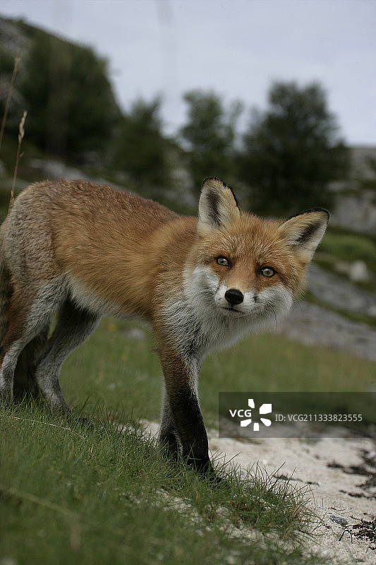 年轻的红狐瑞典图片素材