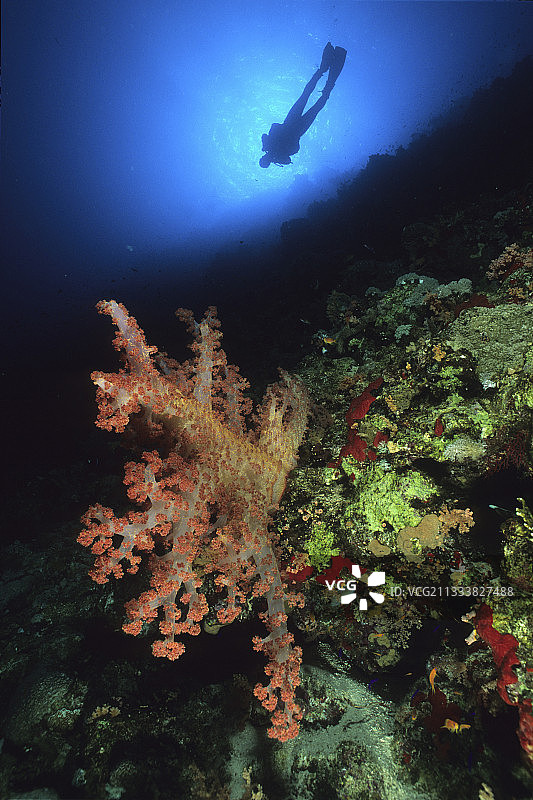 软珊瑚和潜水员在背景红海埃及图片素材
