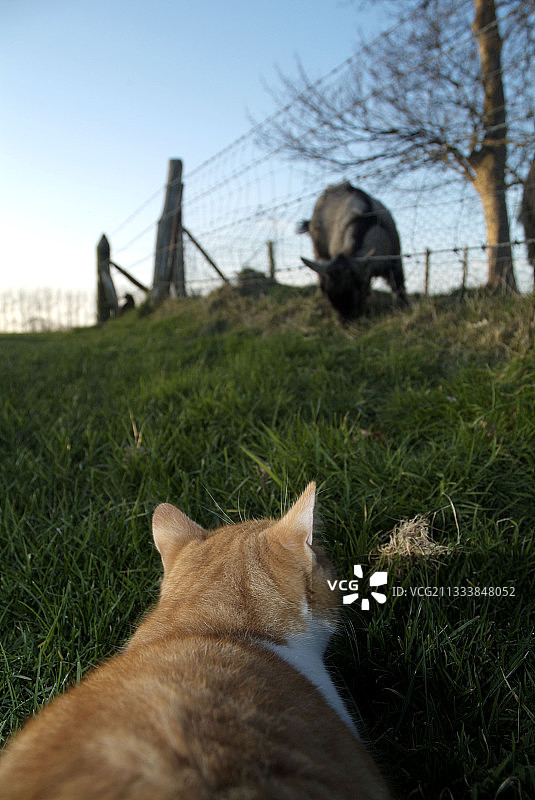 年轻的红白猫在法国的草地上监视一只山羊图片素材