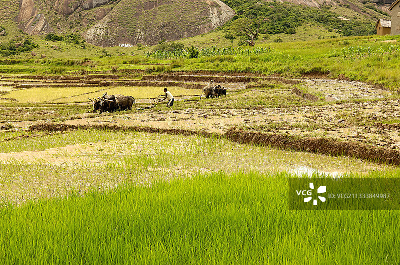 用一种附着的斑马来耕种水稻种植园图片素材