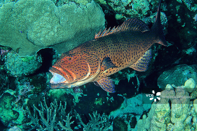 埃及红海奥姆布鲁克的红海珊瑚石斑鱼图片素材