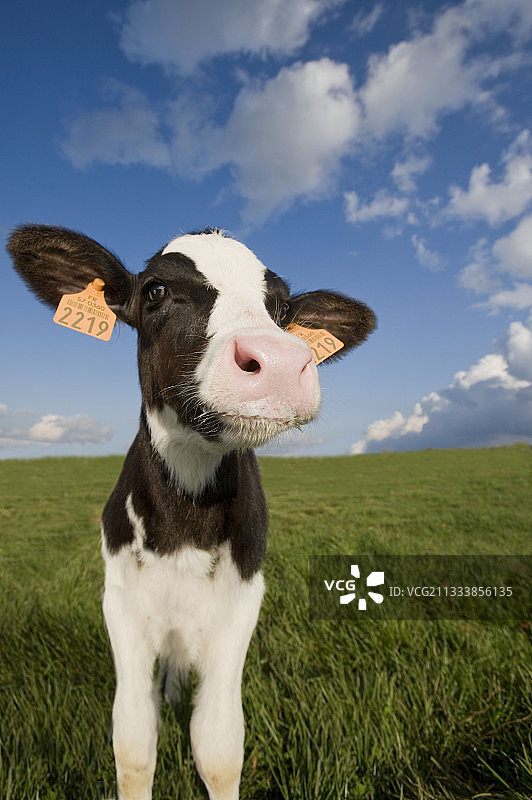 法国普里姆荷尔斯泰因的小牛肉图片素材