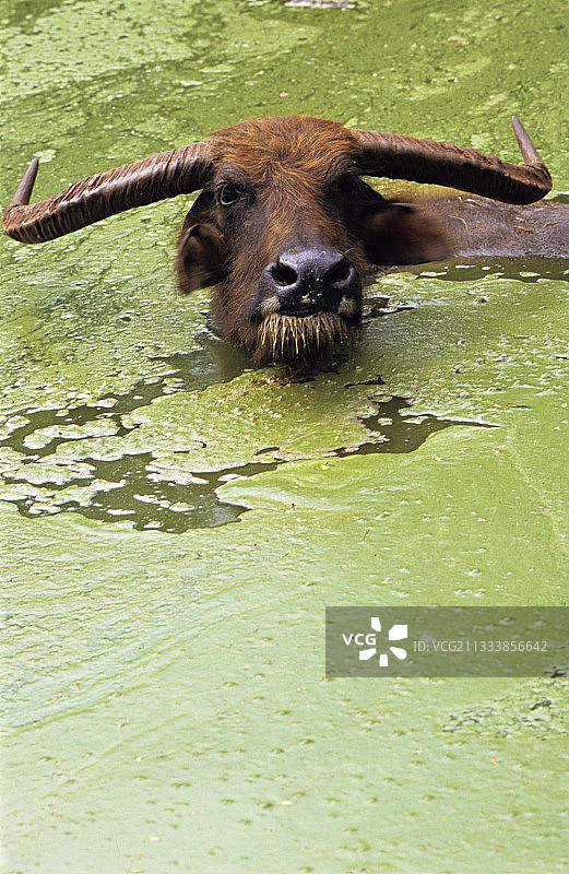 水牛在泰国洗澡图片素材