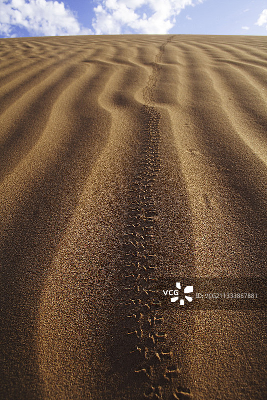 甲虫在撒哈拉沙漠摩洛哥德拉谷的沙迹图片素材