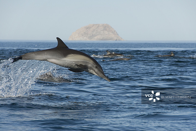 在科尔特斯海跳跃的普通海豚图片素材