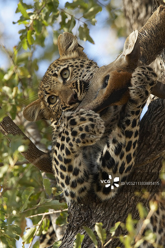 幼豹6个月出售和猎物克鲁格南非图片素材