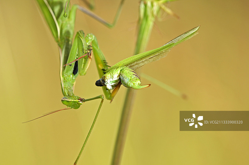螳螂吞食猎物瑞士图片素材