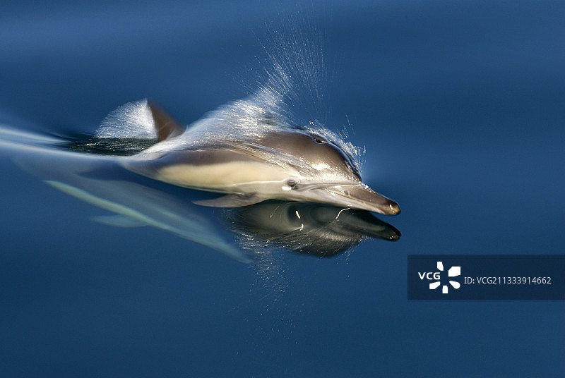 在美国加利福尼亚湾游泳的普通海豚图片素材