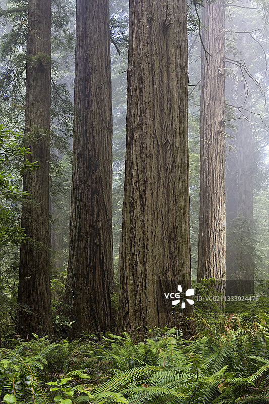 美国加州红杉国家公园图片素材