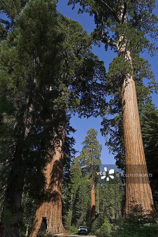 巨人红杉和汽车约塞米蒂国家公园美国加州图片素材