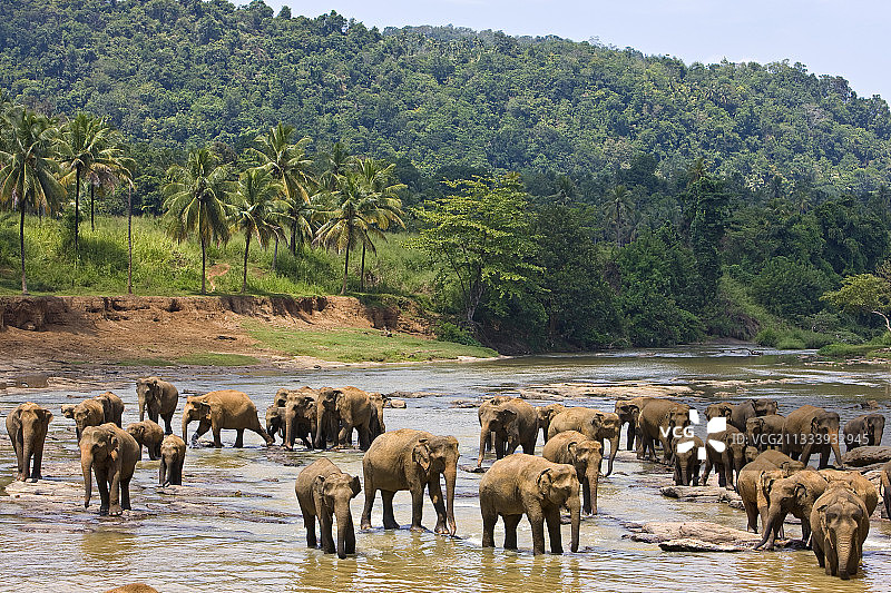 斯里兰卡河上的驯养亚洲象图片素材