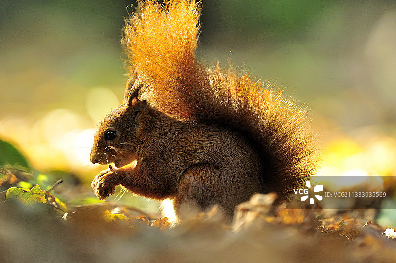秋天的法兰西岛，红松鼠在地上吃东西图片素材