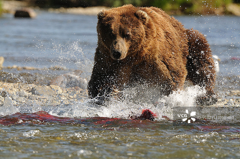 在阿拉斯加卡特迈河，一只灰熊正在捕捉一只红鲑鱼图片素材
