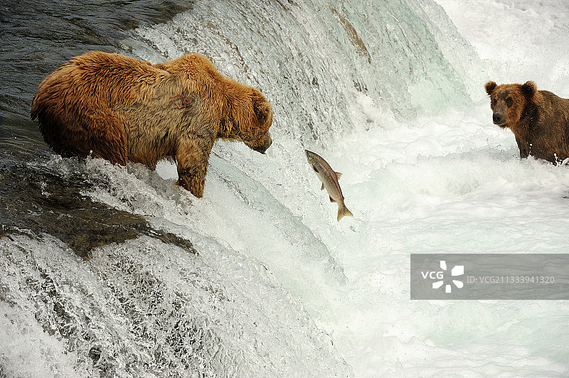 阿拉斯加卡特迈瀑布上的灰熊图片素材