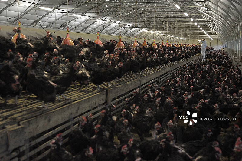 兽医检查农场蛋鸡法国图片素材