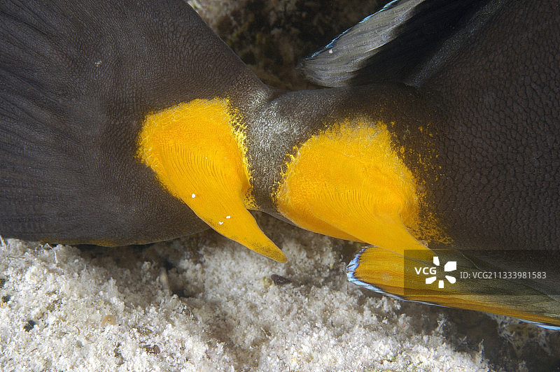 法属波利尼西亚的橘刺独角鱼图片素材
