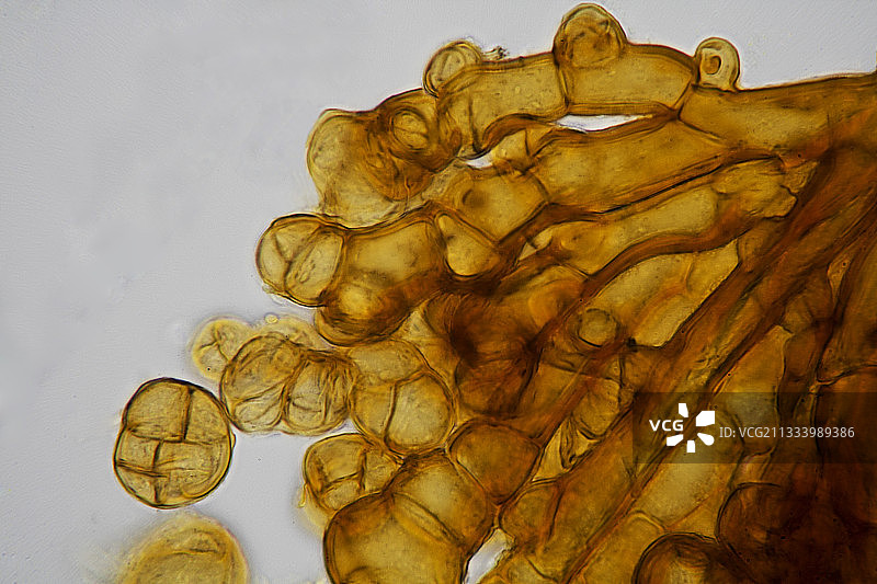 苔藓的孢子和孢子囊镜图片素材