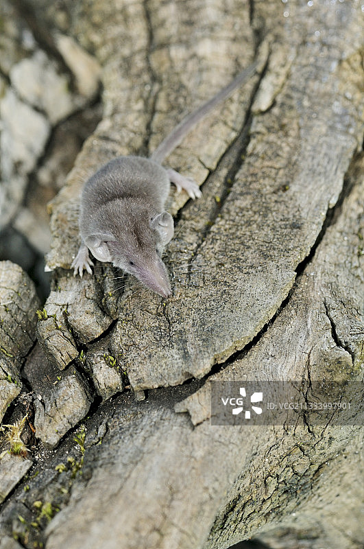 小鼩在一个死树桩法国图片素材