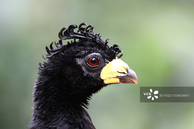 巴西一只雄性黑鸟的肖像图片素材