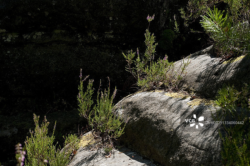 枫丹白露的阿普利蒙特峡谷森林的石南和岩石图片素材