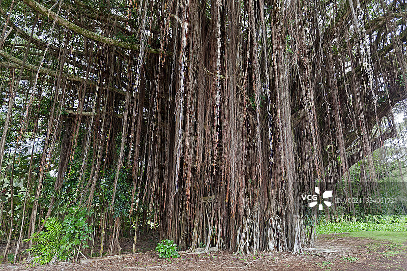 夏威夷岛上的印度榕树图片素材