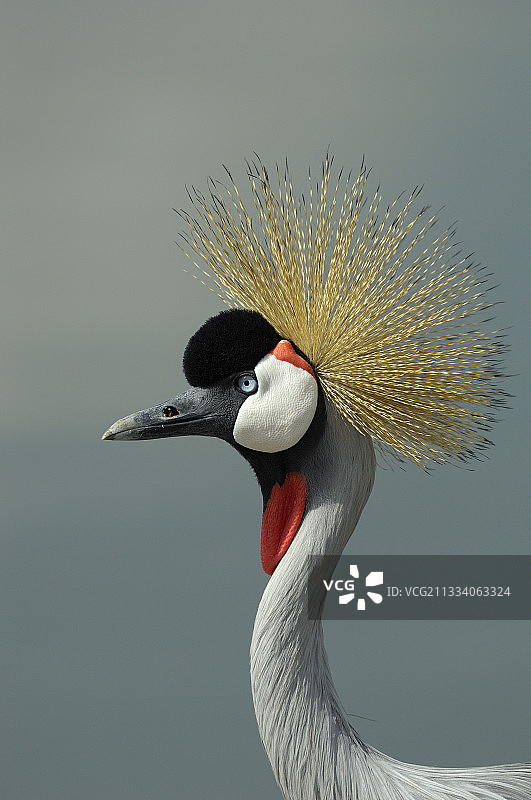 坦桑尼亚塞伦盖蒂平原一只灰冠鹤的肖像图片素材