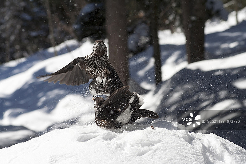 在瑞士阿尔卑斯山雪地上的斑星鸟之战图片素材