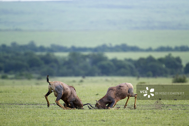 在肯尼亚马赛马拉大草原上，与托比雄动物搏斗图片素材