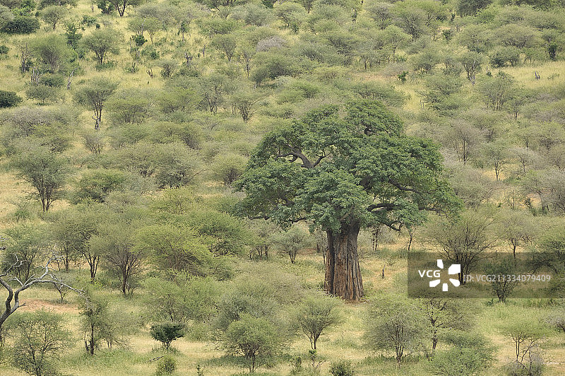 坦桑尼亚北部塔兰吉尔的猴面包树景观图片素材