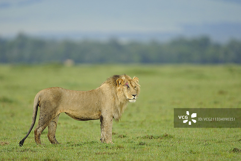 肯尼亚马赛马拉大草原狮子头部受伤图片素材