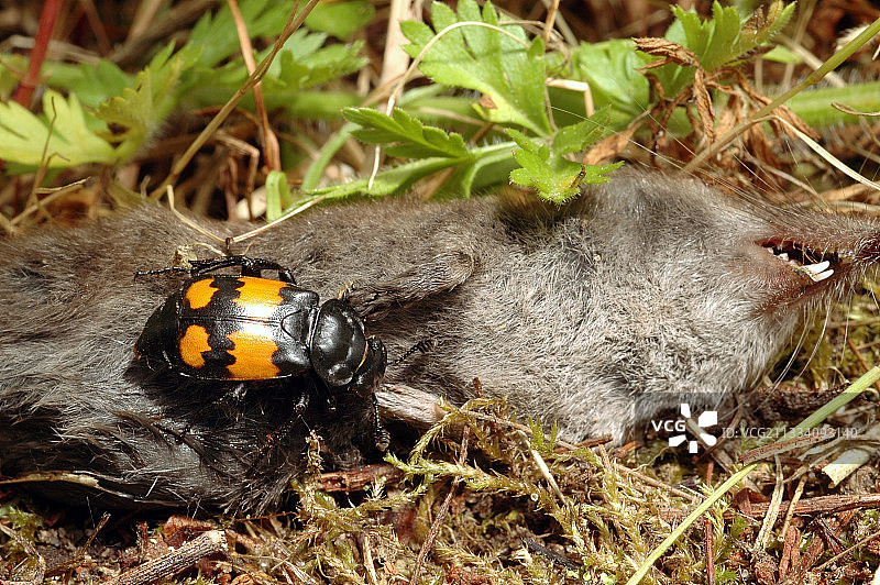 塞克斯顿甲虫尸体鼩法国图片素材