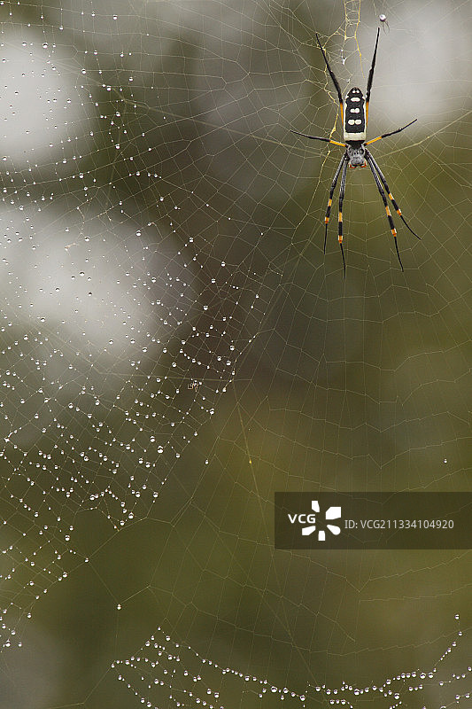 带腿的金色圆网蜘蛛在网络克鲁格RSA图片素材