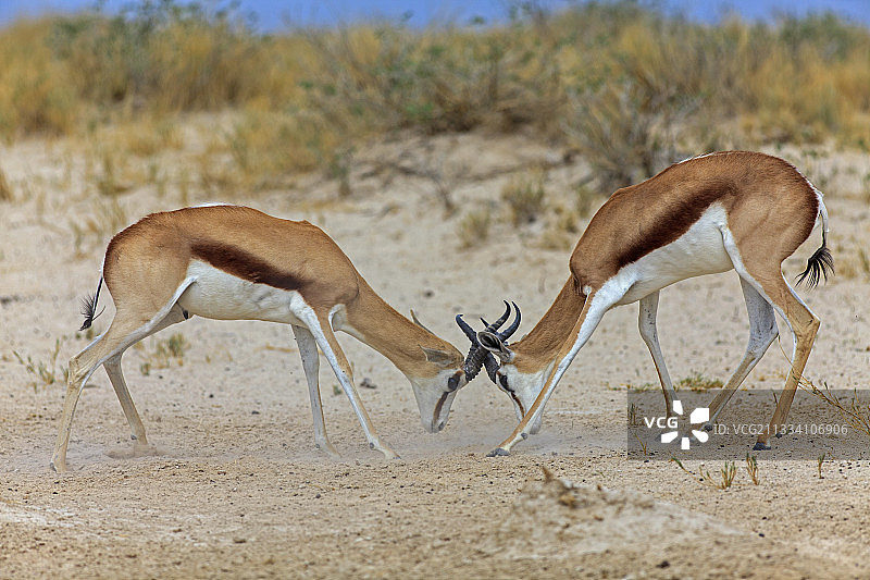 羚羊在纳米比亚的埃托沙沙丘上战斗图片素材