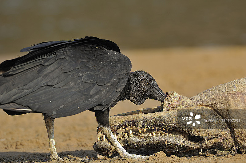 黑秃鹫在巴西潘塔纳尔凯门鳄的尸体上图片素材