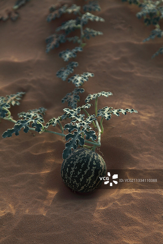 西瓜生长在突尼斯沙漠图片素材