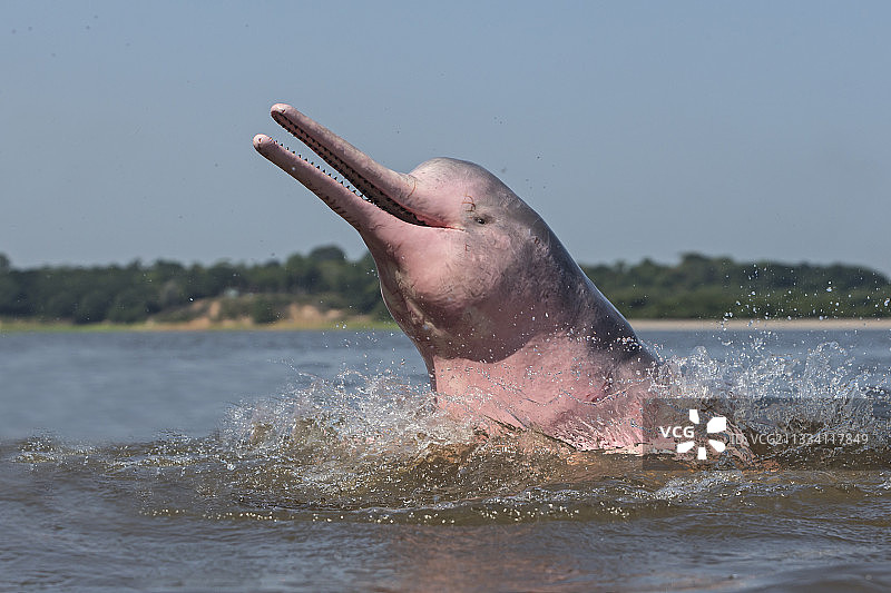 粉红河豚跳出水面巴西图片素材