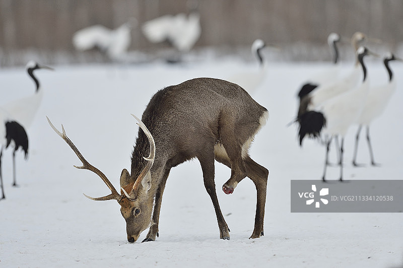 雪中被截去一条腿的雄性梅花鹿图片素材