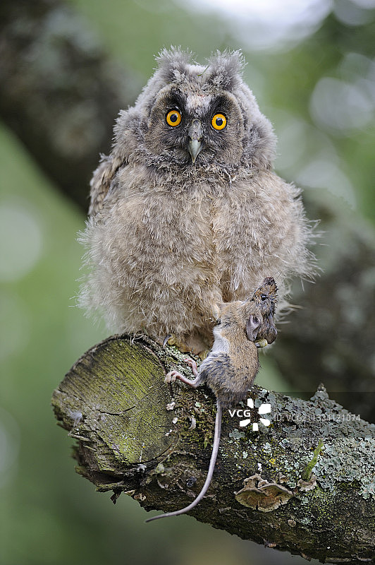 年轻的长耳猫头鹰和地鼠在一个分支法国图片素材