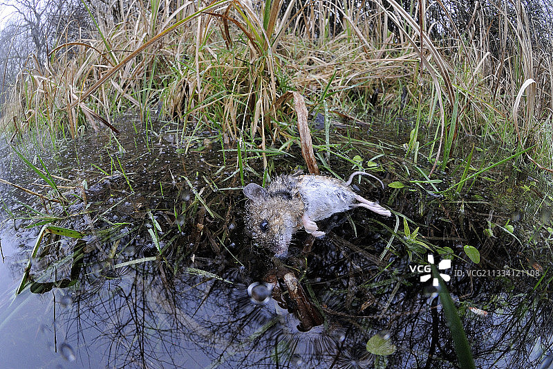 一只田鼠死在法国富松草原的一片冰冻沼泽里图片素材