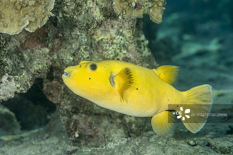 法属波利尼西亚塔希提岛暗礁中的黄色珍珠鸡图片素材