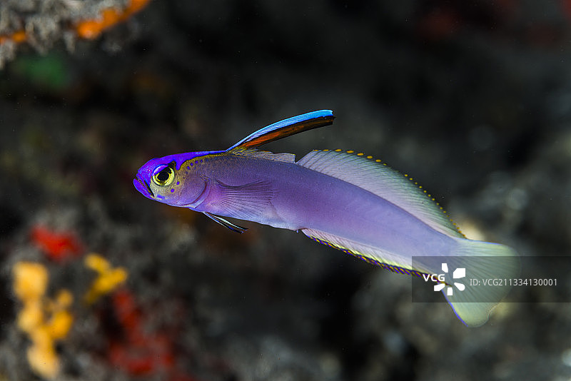 法属波利尼西亚塔希提岛暗礁上的黑尔弗里希氏梭镖鱼图片素材