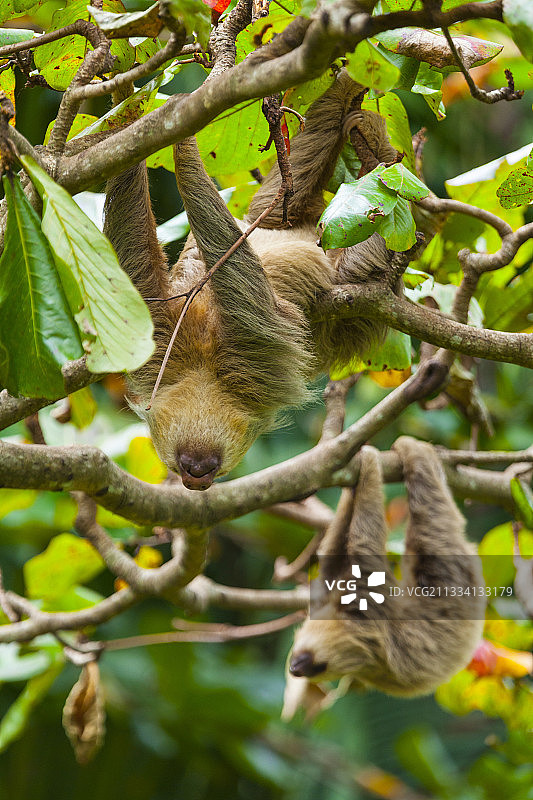 棕喉三趾树懒挂在树枝上-哥斯达黎加图片素材