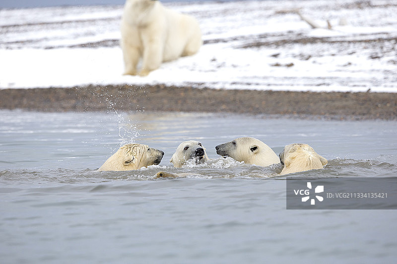北极熊在海上玩耍-阿拉斯加易货岛图片素材