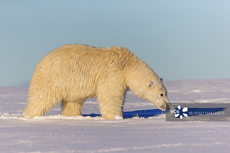 北极熊在雪-阿拉斯加易货岛图片素材