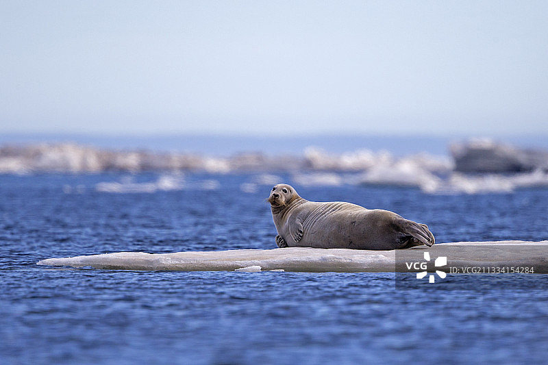 在冰上休息的鬃海豹-美国阿拉斯加州Barter岛图片素材