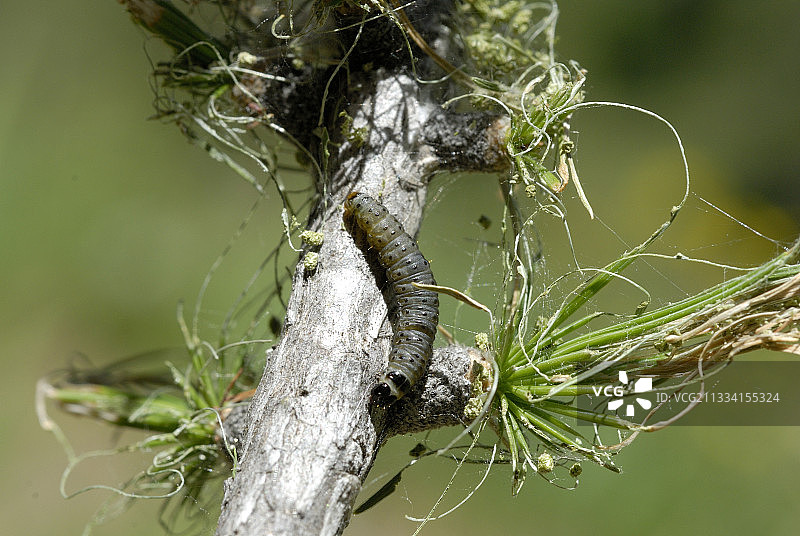 法国克莱尔阿尔卑斯地区枝头上的落叶松芽蛾毛虫图片素材