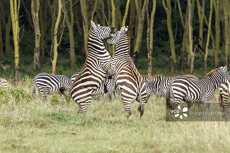 格兰特斑马大战雄性-肯尼亚纳库鲁图片素材