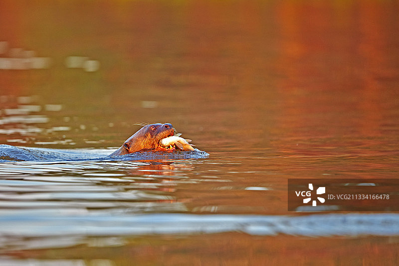 巨型水獭正在吃鱼——巴西马托格罗索州图片素材