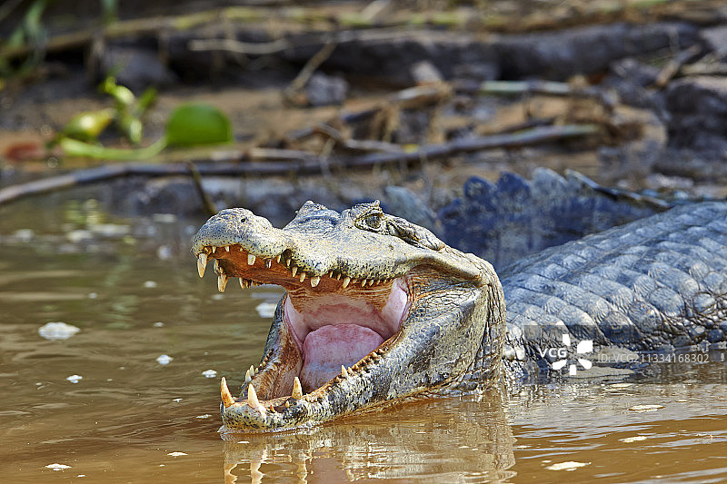 凯门鳄栖息在巴西潘塔纳尔河岸边图片素材